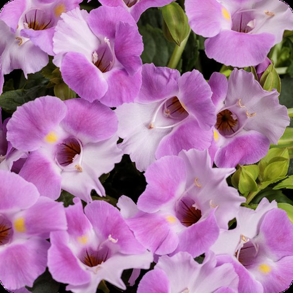 Pink Catalina Torenia