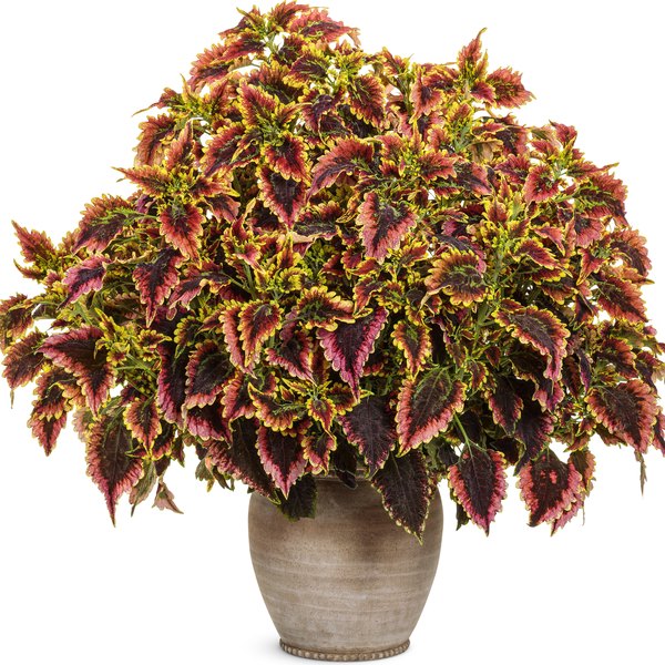 ColorBlaze Coleus