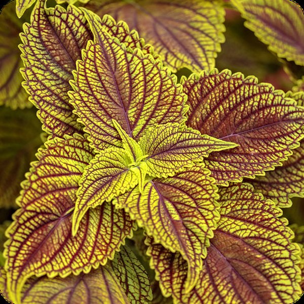 Golden Dreams ColorBlaze Coleus