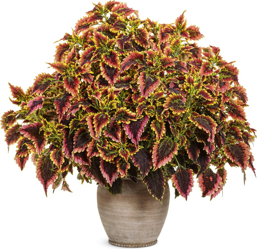 ColorBlaze Coleus