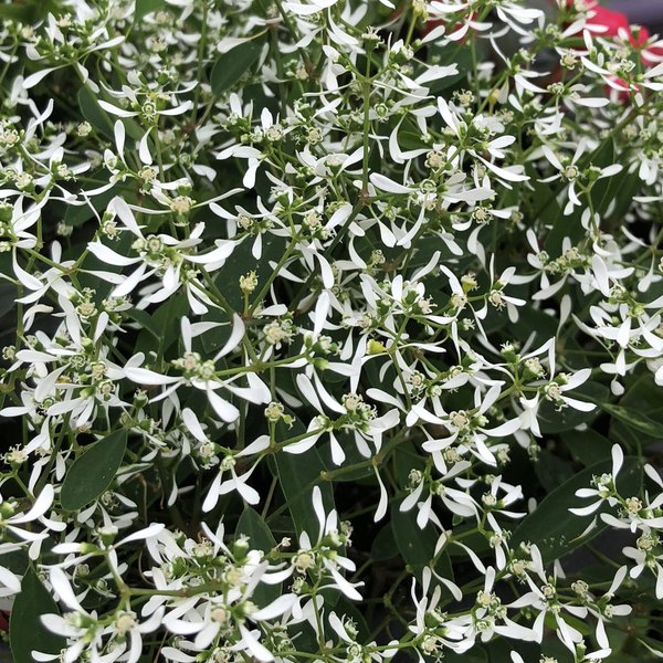 Diamond Frost Euphorbia