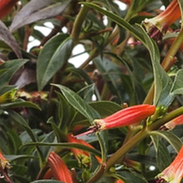 Cuphea and Euphorbia