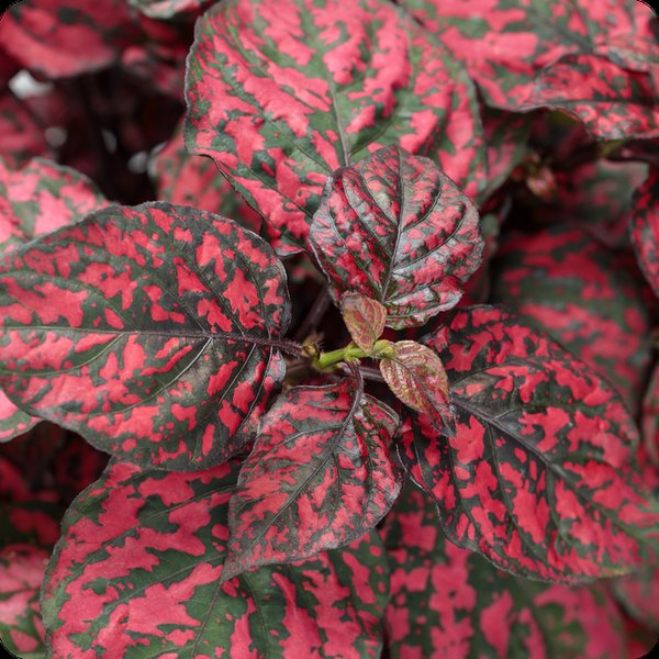 Red Hippo Hypoestes