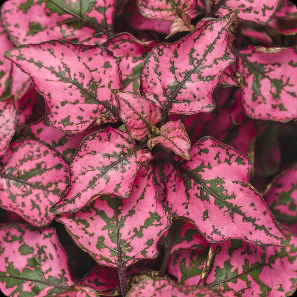 Rose Hippo Hypoestes