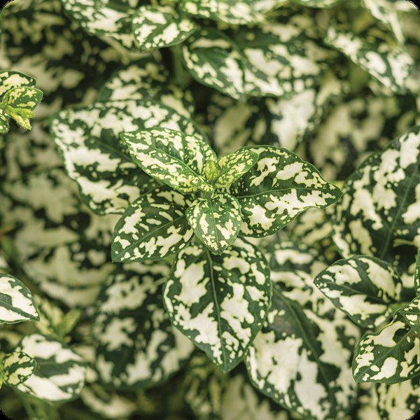 White Hippo Hypoestes
