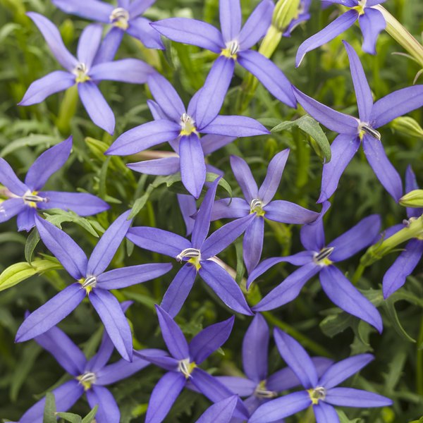 Beth's Blue Beth's Blue Isotoma