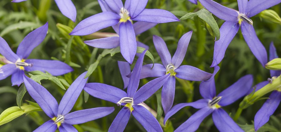 Ipomoea and Isotoma