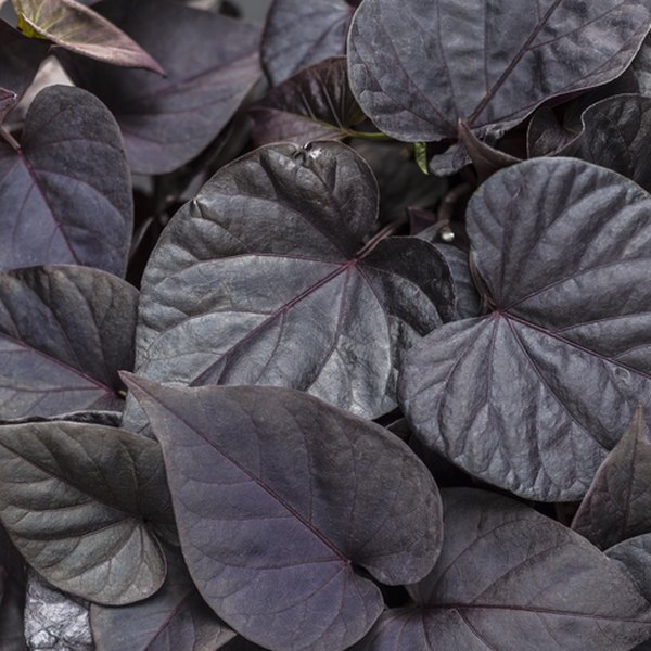 Jet Black Sweet Caroline Ipomoea