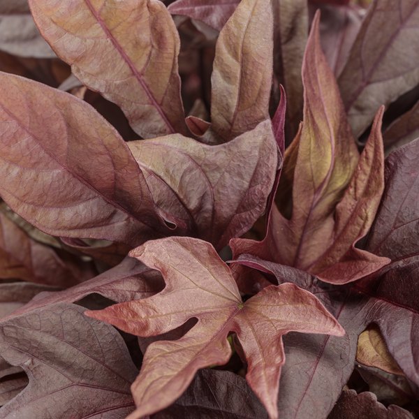Red Hawk II Sweet Caroline Ipomoea