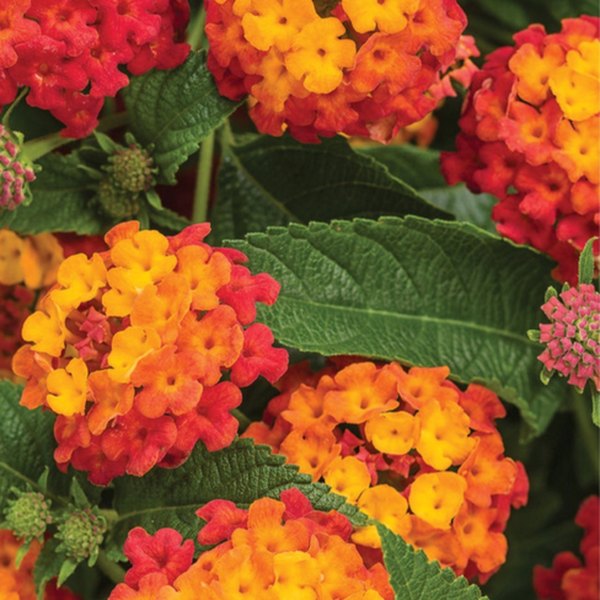 Luscious Lantana