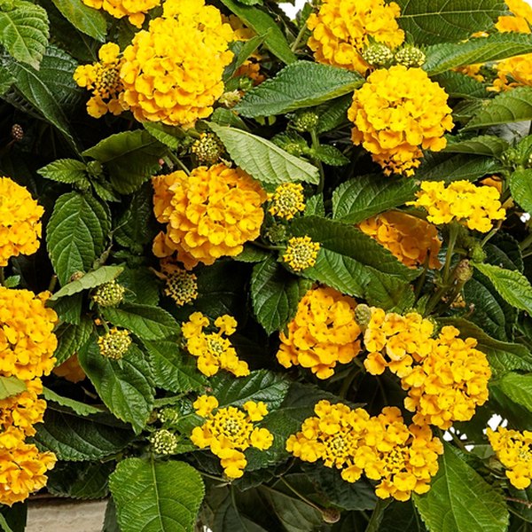 Lemon Tart Luscious Lantana