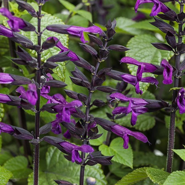 Deep Purple Rockin Salvia