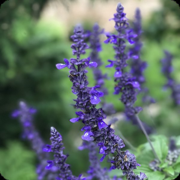 Playin Blues Improved Rockin Salvia