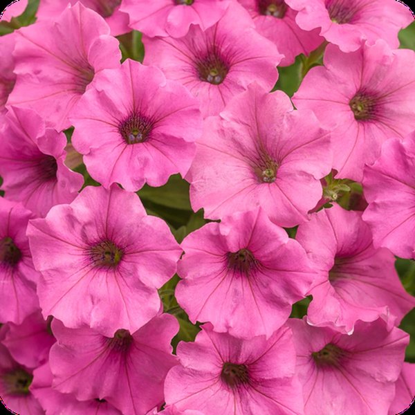Supertunia Mini Vista