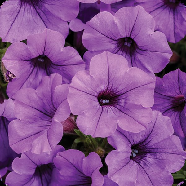 Supertunia Mini Vista