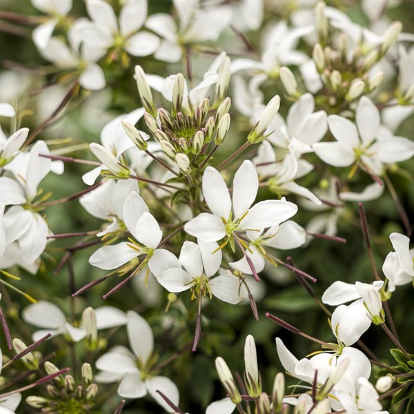 Senorita Cleome