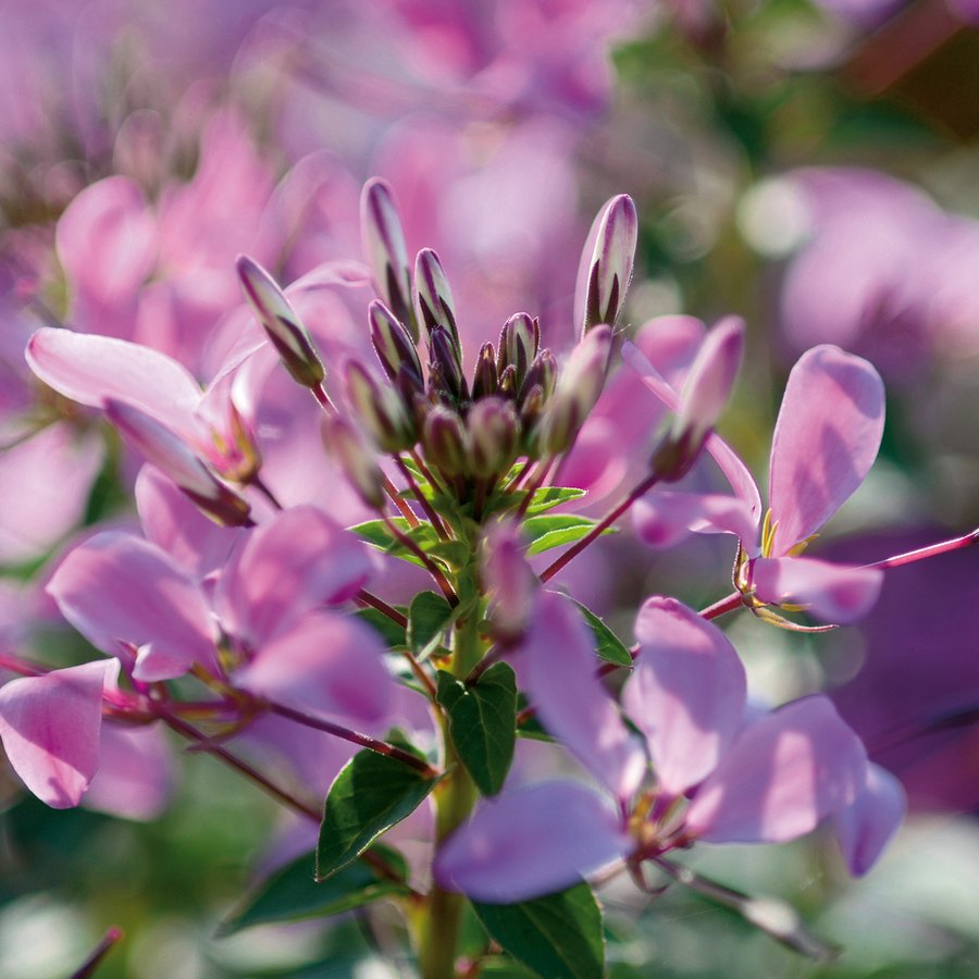 Senorita Cleome