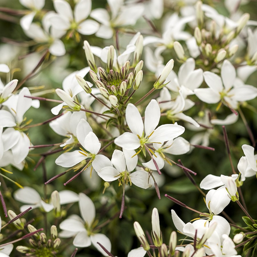 Senorita Cleome