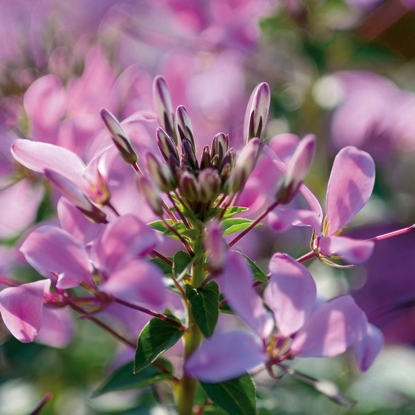 Rosalita Senorita Cleome