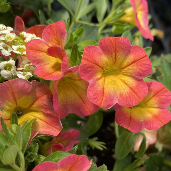 Superbells Calibrachoa