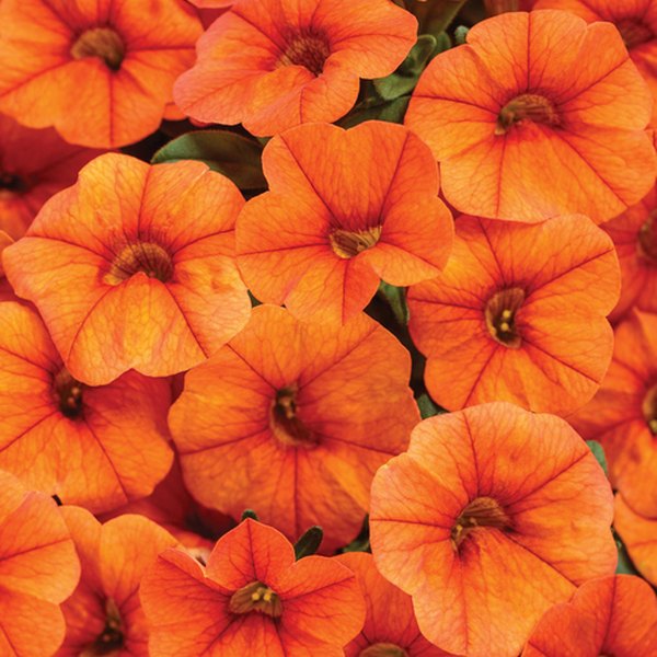 Superbells Calibrachoa