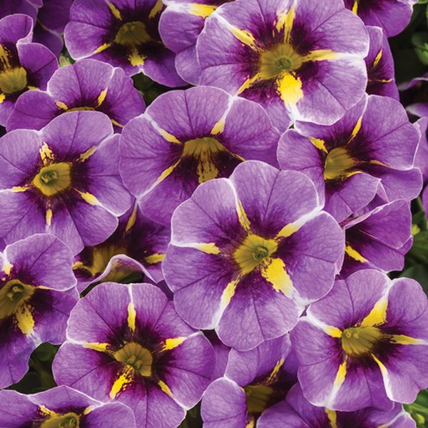 Even Star II Superbells Calibrachoa