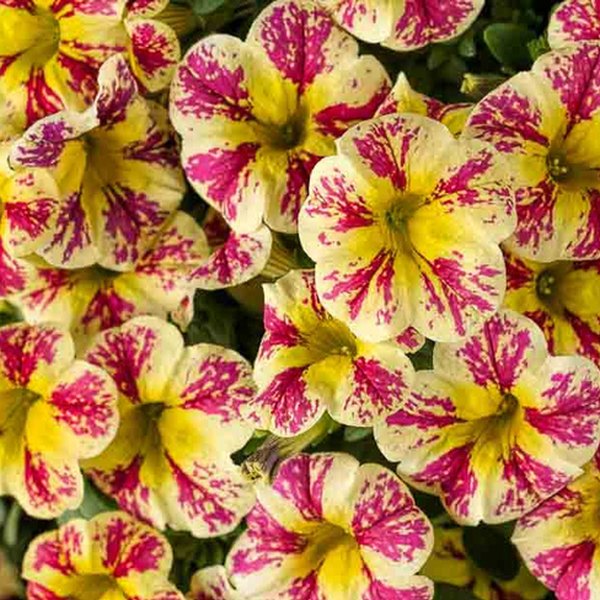 Holy Moly Superbells Calibrachoa