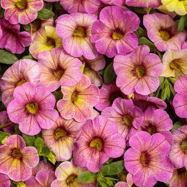 Magic Pink Lemonade Superbells Calibrachoa
