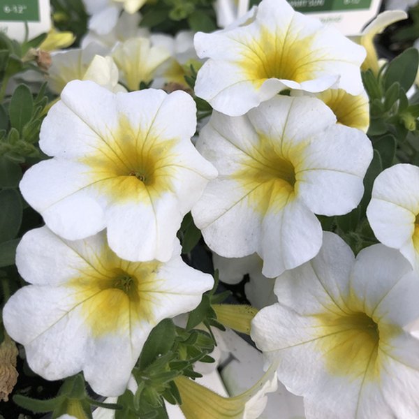 Over Easy Superbells Calibrachoa