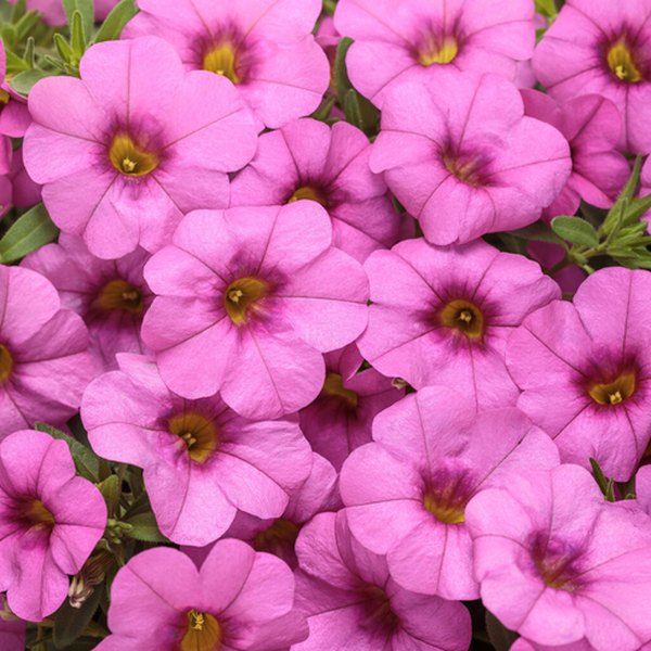 Pink Superbells Calibrachoa