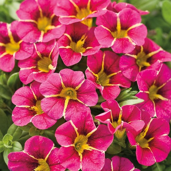 Star Cherry Superbells Calibrachoa