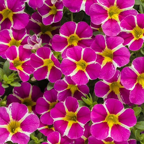 Star Rising Superbells Calibrachoa
