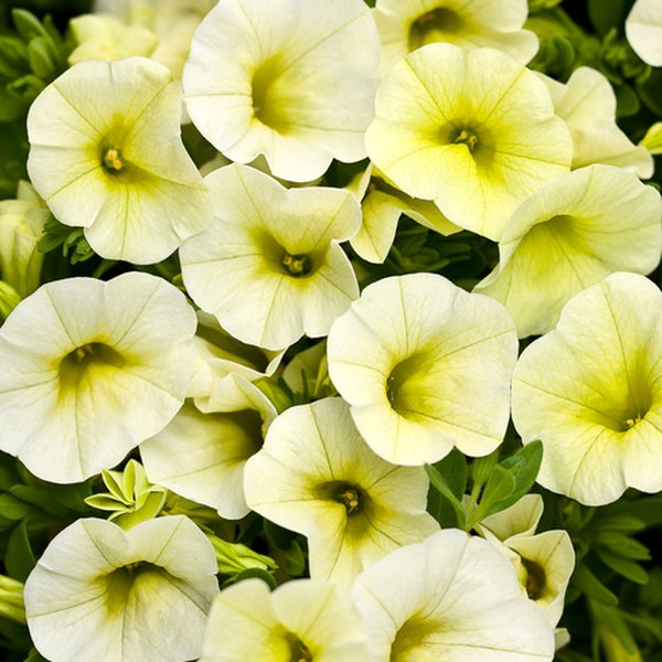 Yellow Chiffon Superbells Calibrachoa