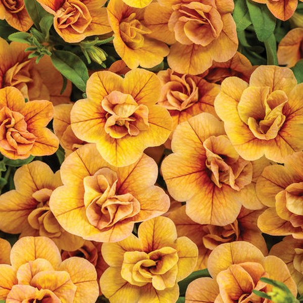 Superbells Double Calibrachoa