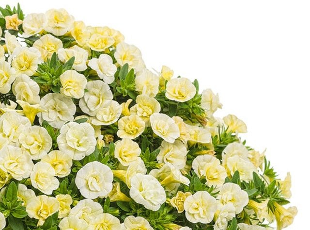 Superbells Double Calibrachoa