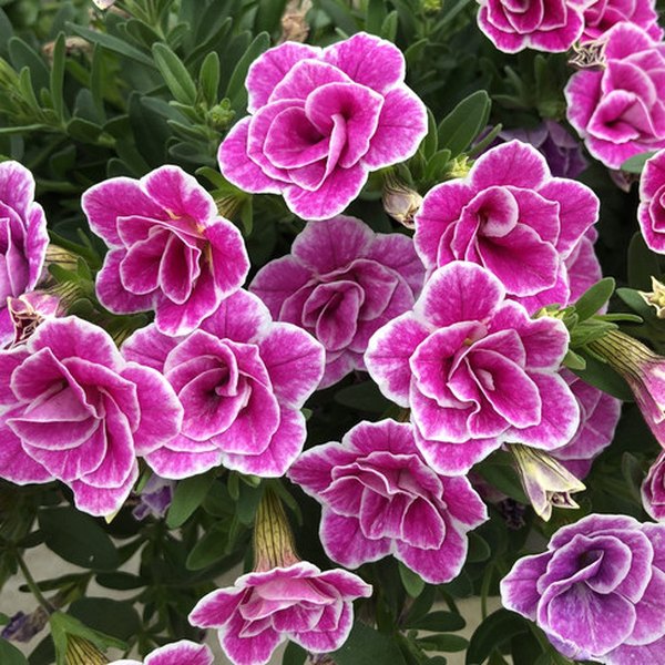 Love Swept Superbells Double Calibrachoa