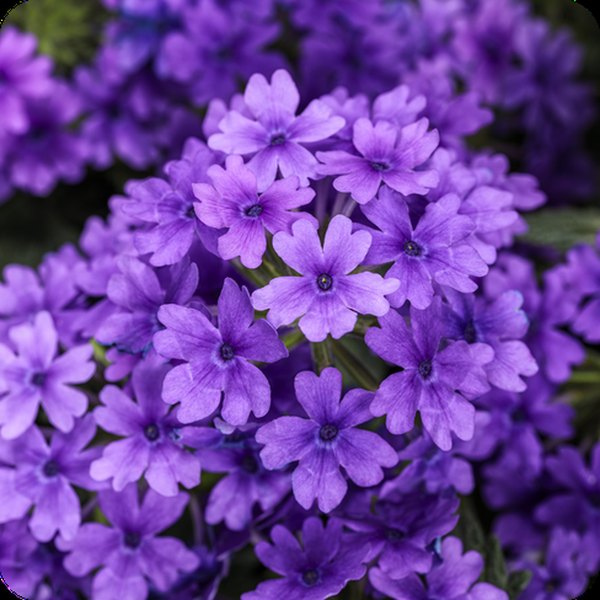 Superbena Verbena