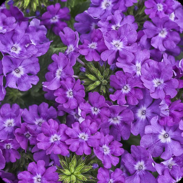 Violet Ice Superbena Verbena