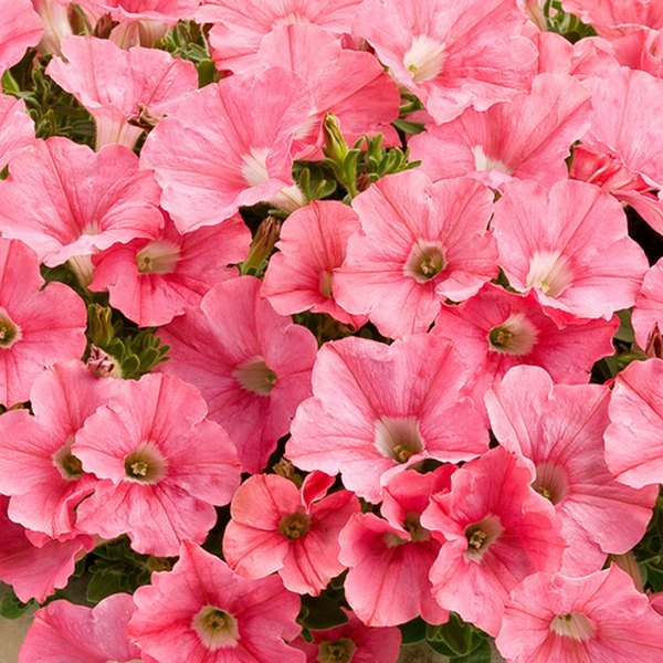 Supertunia Petunias