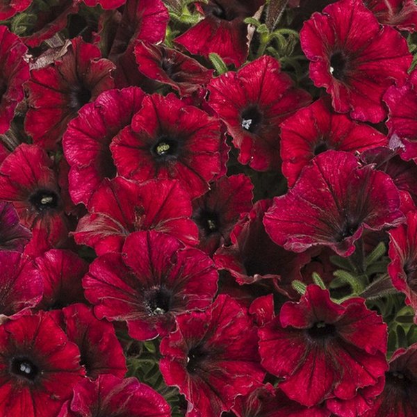 Supertunia Petunias