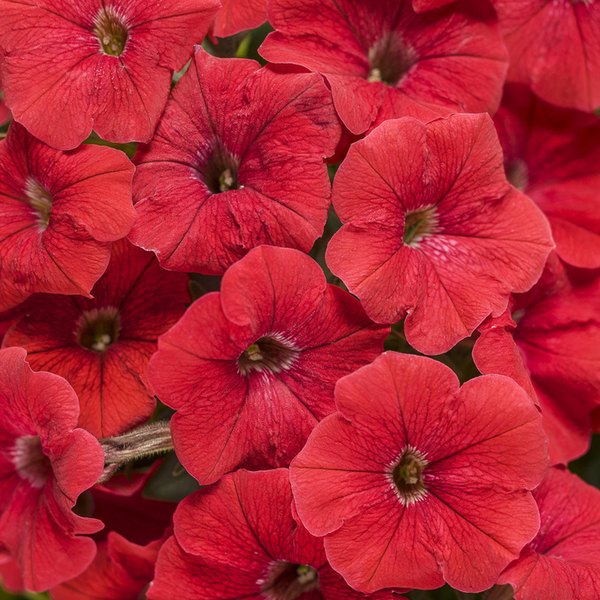 Really Red Supertunias