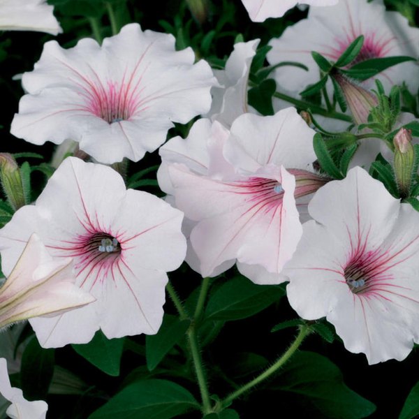 Vista Silverberry Supertunias