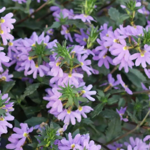 Whirlwind Scaevola