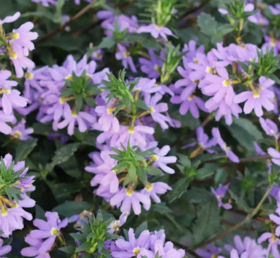 Whirlwind Scaevola