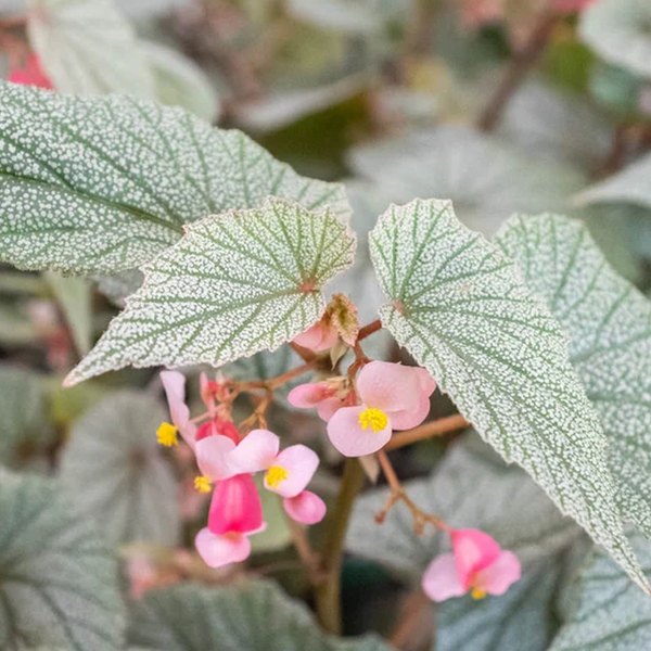Angelwing Begonias