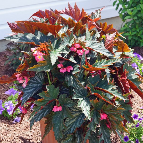 Angelwing Begonias