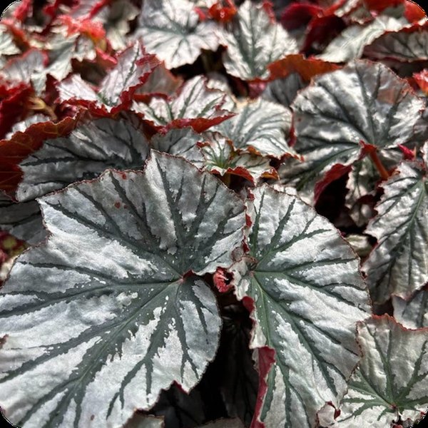Looking Glass Angelwing Begonias