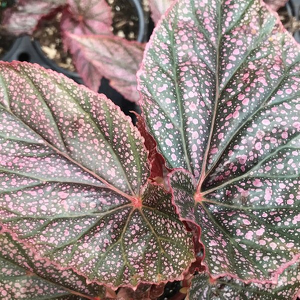 Miss Mummy Angelwing Begonias