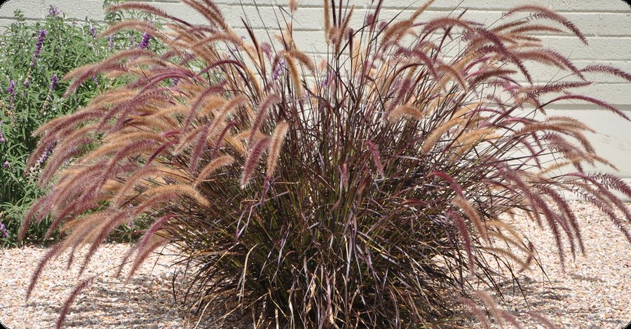 Jaguar Gerbera and Pennisetum