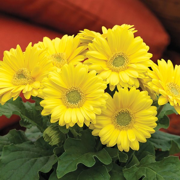 Yellow Jaguar Gerbera Daisy